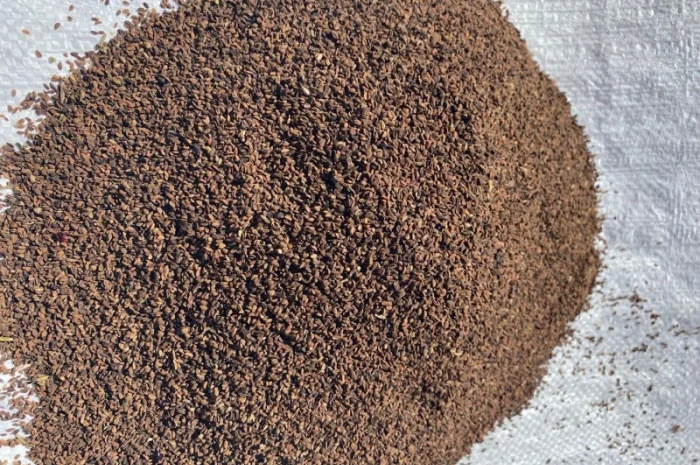 Продам фацелия семена сидерат медонос- фото № 1