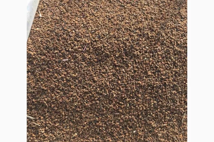 Продам фацелия семена сидерат медонос- фото № 3