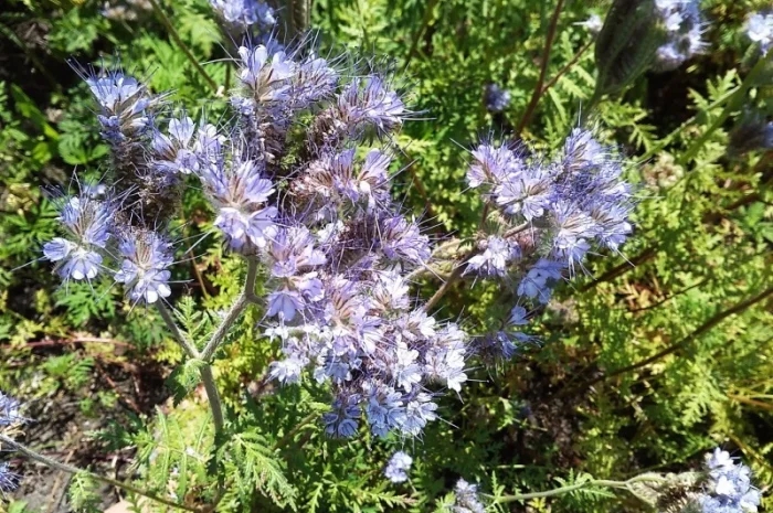 Фацелия семена- фото № 1