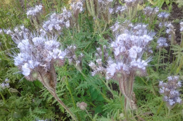 Фацелия семена- фото № 2