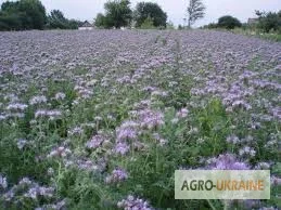 Фацелия семена- фото № 3