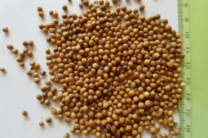 Кориандр на посев, семена кориандра- фото № 1