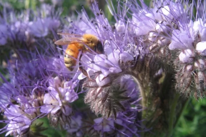 Медонос Насіння Фацелія- фото № 1