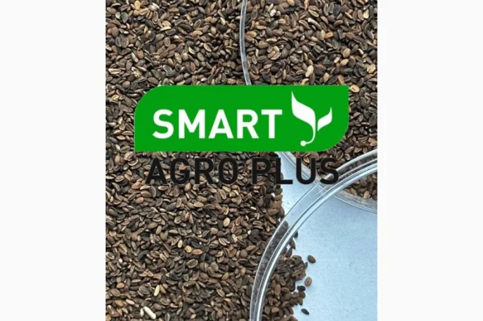 Медонос Насіння Фацелія- фото № 2