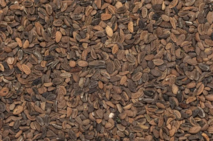 Насіння фацелії семена фацелии- фото № 1