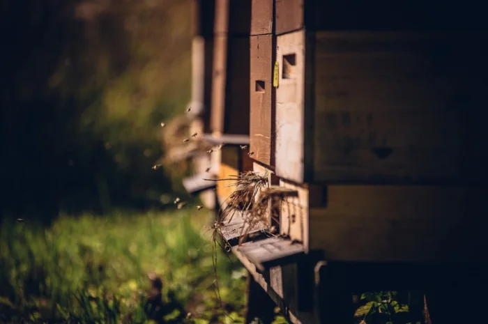 Суміш медоносів багаторічна- фото № 1