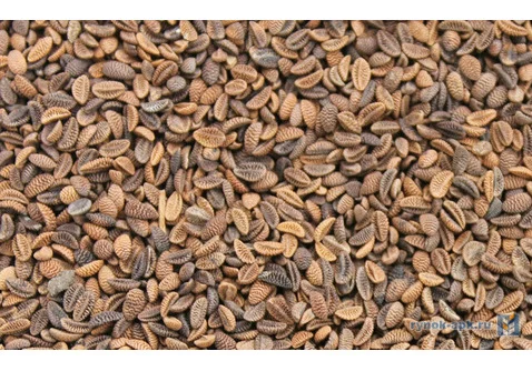 Купляемо Семена Фацелии- фото № 1