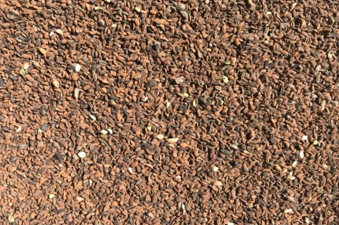 Продам Фацелию- фото № 1