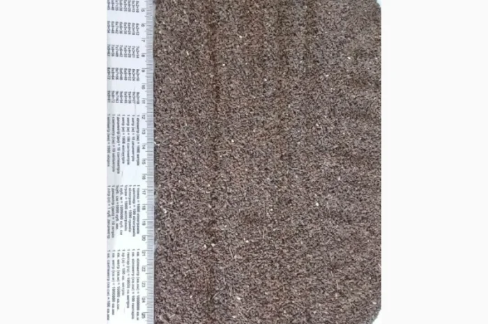 Продаємо насіння фацелії- фото № 1