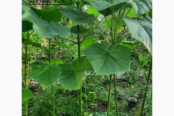Саженцы Павловнии войлочной (Адамово дерево)- фото № 1