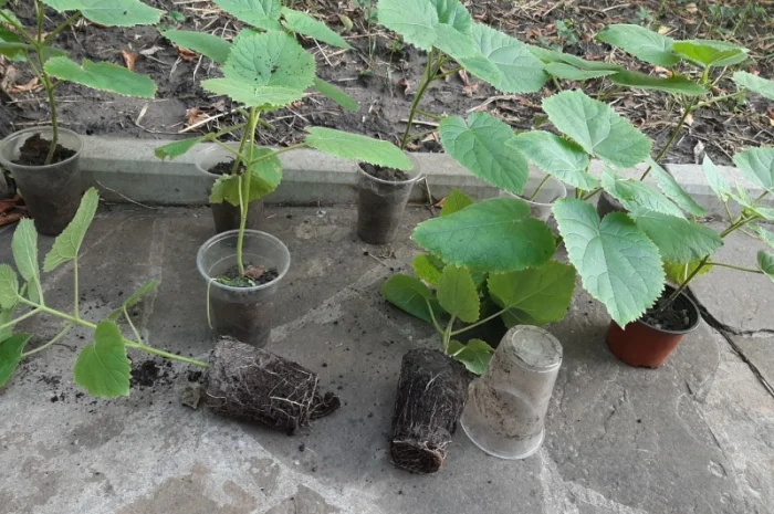 Саженцы Павловнии войлочной (Адамово дерево)- фото № 2