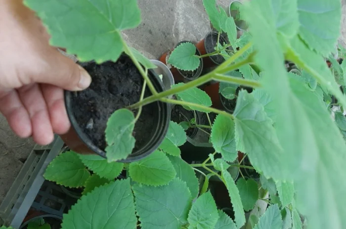 Саженцы Павловнии войлочной (Адамово дерево)- фото № 3