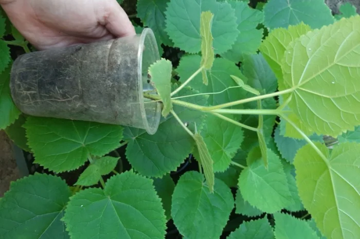 Саженцы Павловнии войлочной (Адамово дерево)- фото № 4