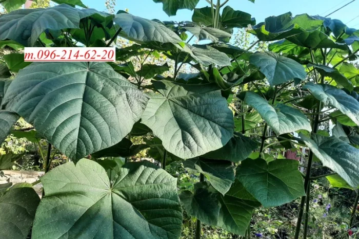 Саженцы Павловнии войлочной- фото № 1