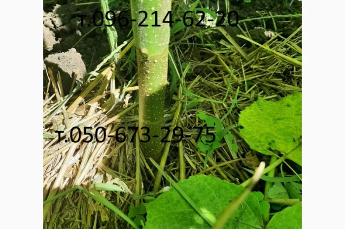 Саженцы Павловнии войлочной- фото № 2