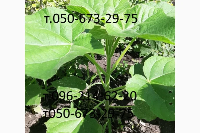 Саженцы Павловнии войлочной- фото № 3