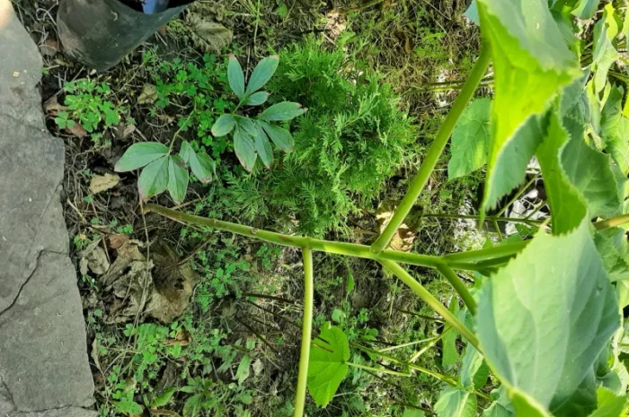 Саженцы Павловнии войлочной- фото № 4