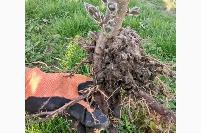 Продам корені Павловнії- фото № 1