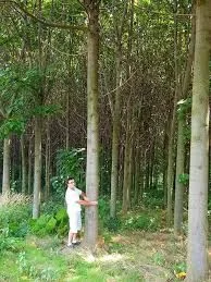 Павловнія. Павловния. Зробимо планету зеленішою- фото № 2