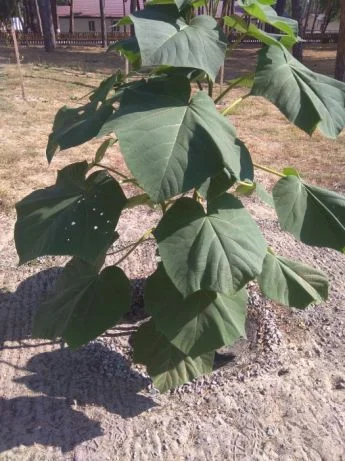 Павловнія. Павловния. Зробимо планету зеленішою- фото № 5