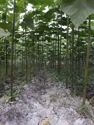 Павловнія. Павловния. Зробимо планету зеленішою- фото № 7