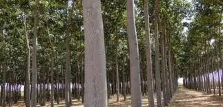 Павловнія. Павловния. Зробимо планету зеленішою- фото № 8