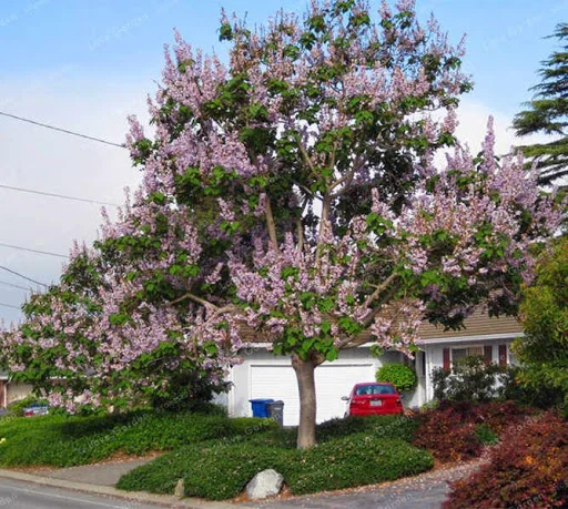 Павловния или адамово дерево- фото № 3