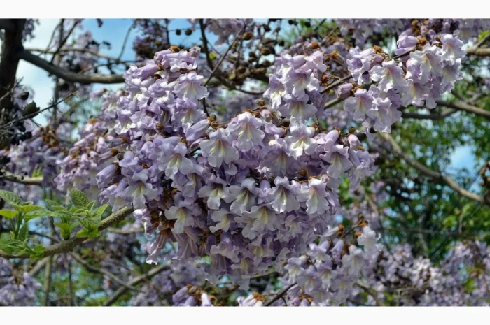 Павловния или адамово дерево- фото № 4