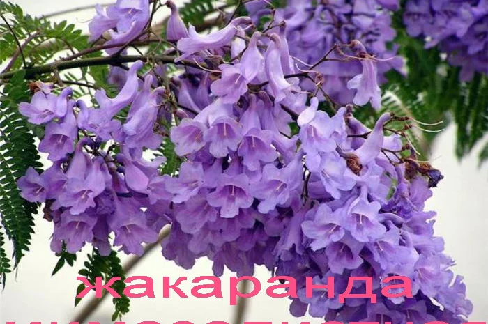 Павловния или адамово дерево- фото № 6