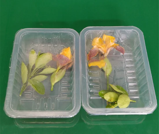 Промисловий автоматичний вакууматор STvega Vac Termoformer H460- фото № 6