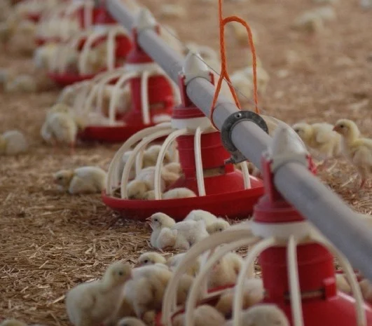 Продам оборудование для напольного выращивания бройлеров- фото № 2