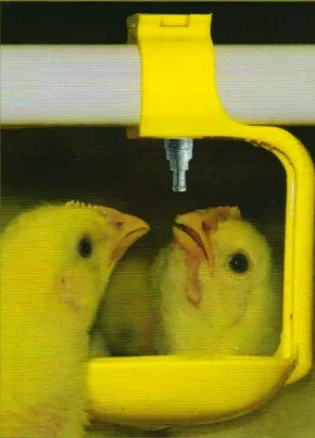 Линия поения для бройлеров- фото № 2