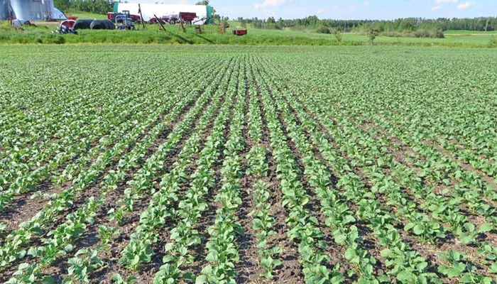 ТОЧНЫЙ высев РАПСА сеялкой JOHN DEERE 7200 1770 1750 1780 Высевающие диски под рапс- фото № 2