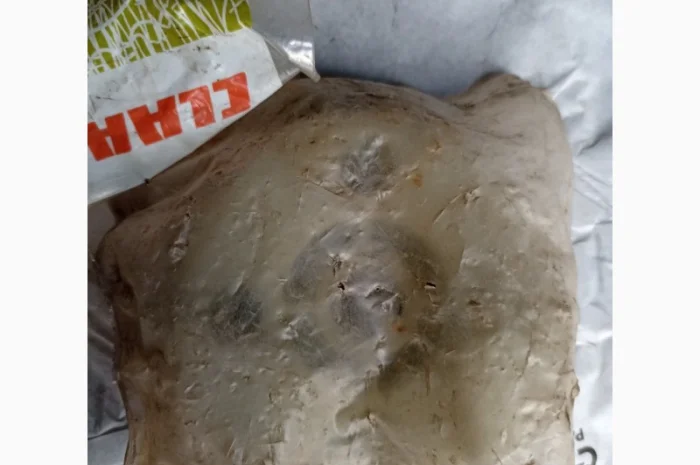 Кулачок муфти 752286- фото № 1