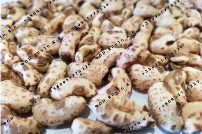 Пшениця Хорасан повітряна дута висаджена (Камут)- фото № 1