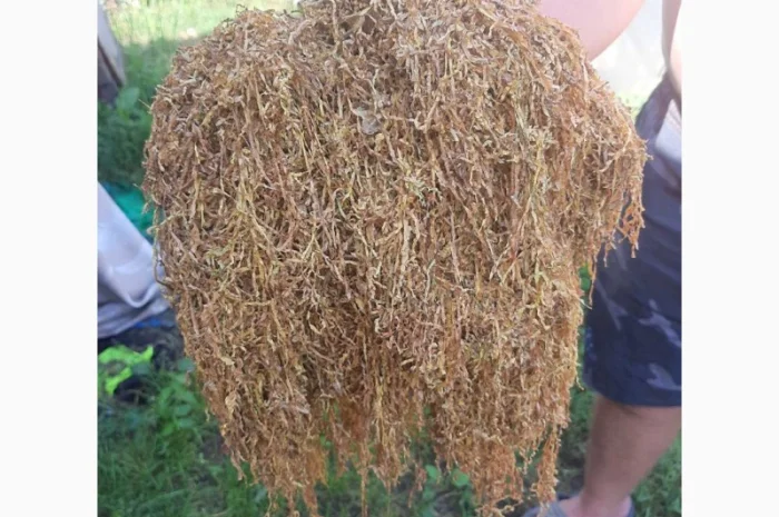 350 грн. 1 кг. Вірджинія середня міцність- фото № 1