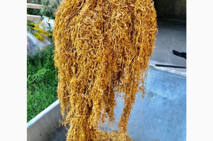 ОПТ більше 10 видів- фото № 6