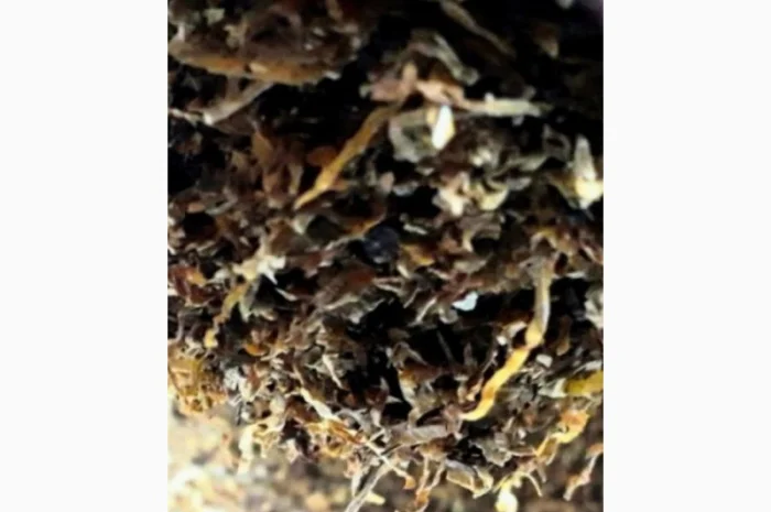 Много сортов сигаретная порезка и лапша, кемел, Честер, Давидов, парламент, голд, руно- фото № 3