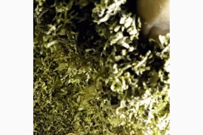 Много сортов сигаретная порезка и лапша, кемел, Честер, Давидов, парламент, голд, руно- фото № 5