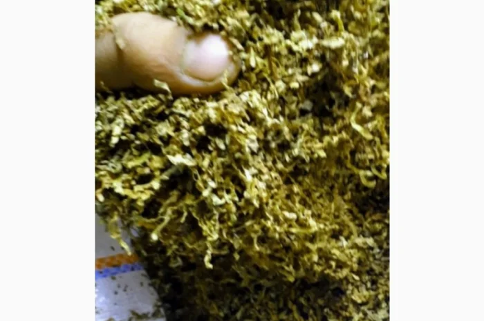 Много сортов сигаретная порезка и лапша, кемел, Честер, Давидов, парламент, голд, руно- фото № 1