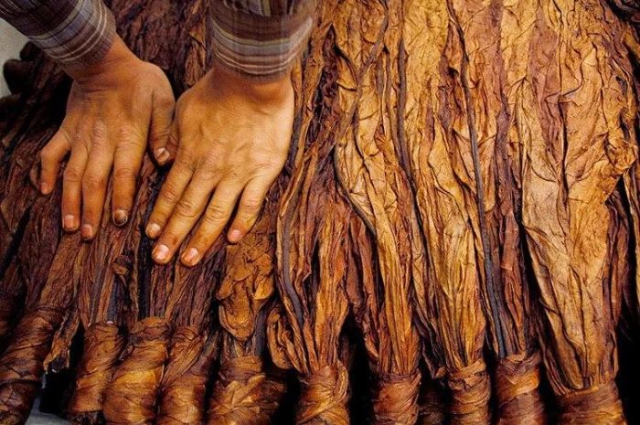 Твій ТЮТЮН для сигарет 1 кг  та аксесуари ТУТ- фото № 1