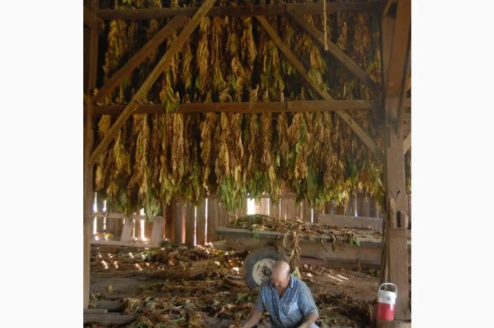 Твій ТЮТЮН для сигарет 1 кг  та аксесуари ТУТ- фото № 5