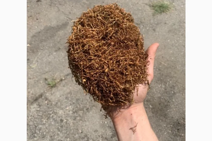 Берлі, Вірдж Голд, Капітан Блек, Гавана, Міленіум, Золоте Руно, Кентукі- фото № 7