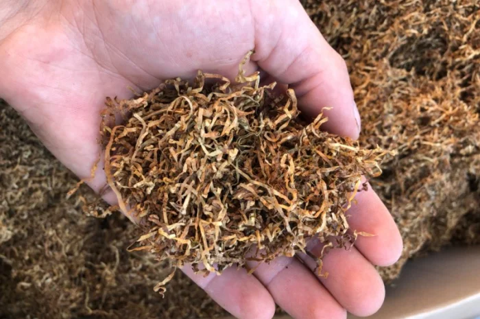 Берлі, Вірдж Голд, Капітан Блек, Гавана, Міленіум, Золоте Руно, Кентукі- фото № 5