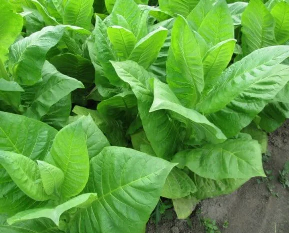 Продам Тютюн і всі комплектуючі до нього- фото № 8