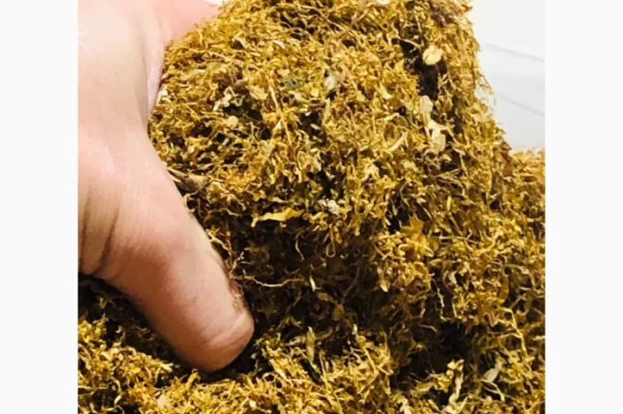 Гарна Вірджинія, Берлі, Голд- фото № 5