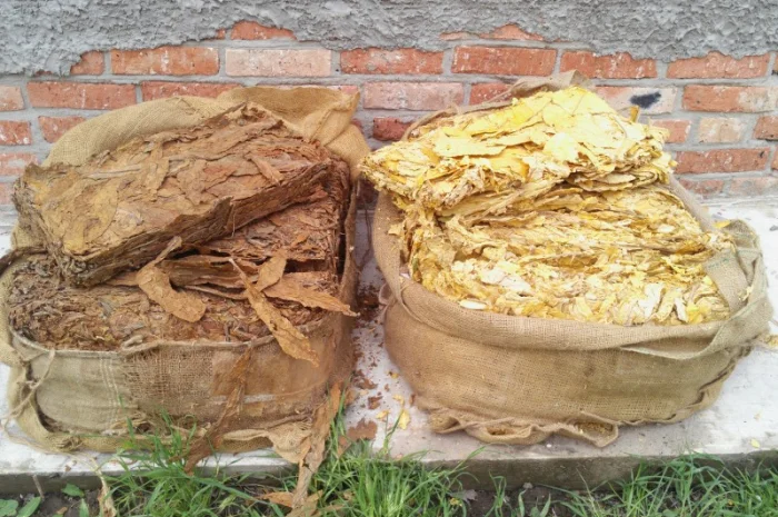 Продам Вирджиния, Берлей по хорошей цене- фото № 3