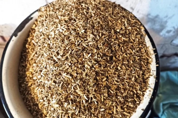 Куплю корінь з махорки, бадиль- фото № 1