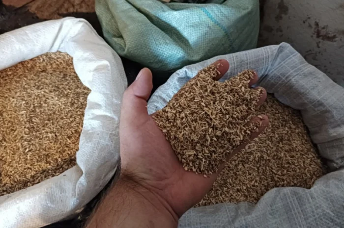 Корінь з махорки, бадиль самосаду бите на ДКу- фото № 1