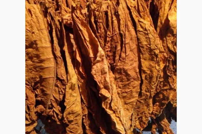 Продаю махорку высшего сорта!опт и в розницу- фото № 2